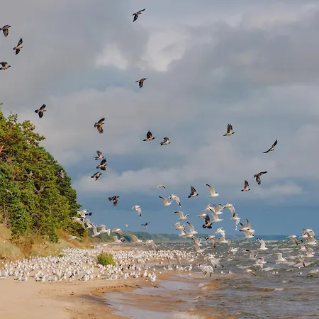 House On The Northen Shore Of Peipus Alajõe