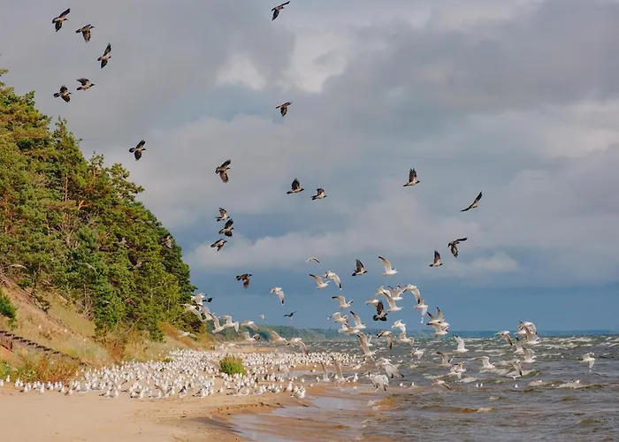 House On The Northen Shore Of Peipus Alajõe